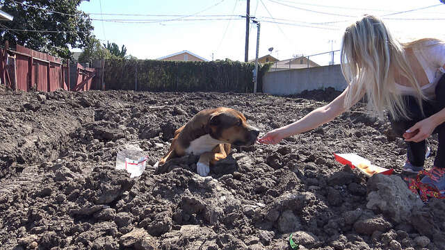 homeless dog on construction site