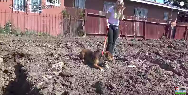 homeless dog on construction site