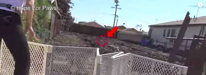 homeless dog on construction site