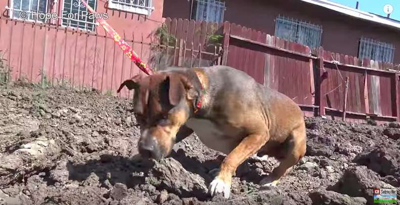 homeless dog found in construction site