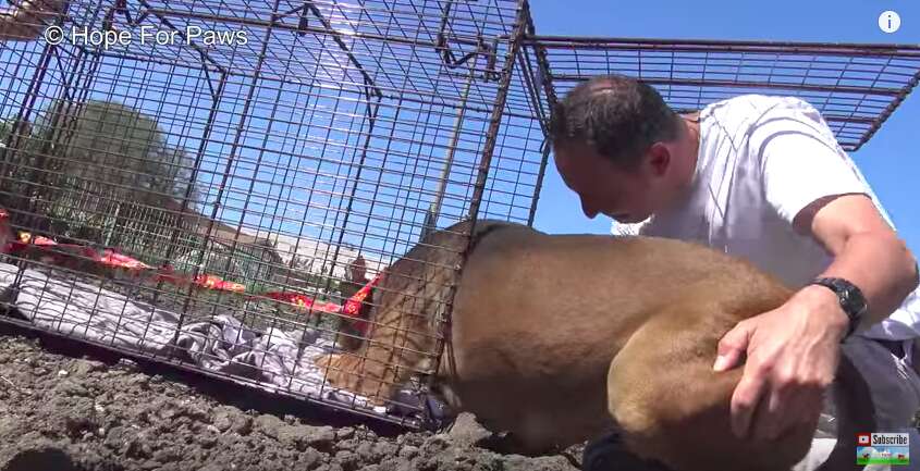 homeless dog on construction site