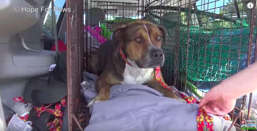 homeless dog on construction site