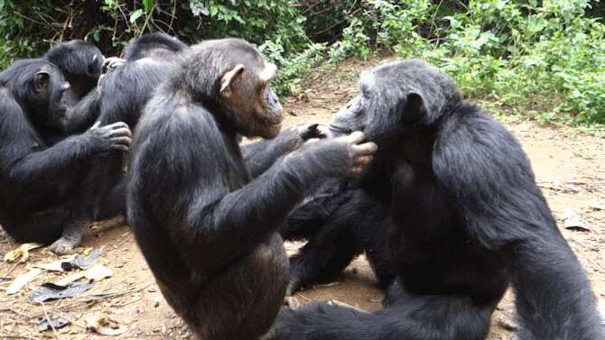 Rescued chimps groom each other