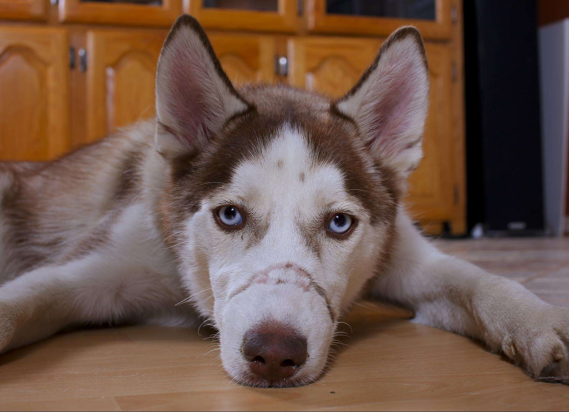 young Siberian husky