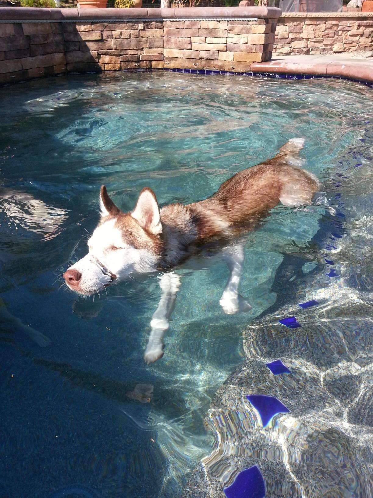 Siberian husky swimming