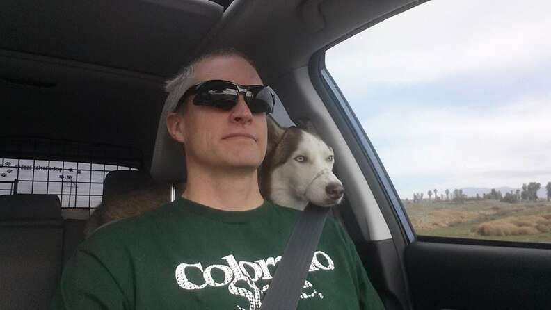 Siberian husky with owner
