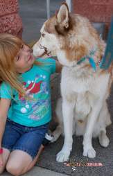 Siberian husky therapy dog