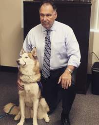 Siberian husky therapy dog