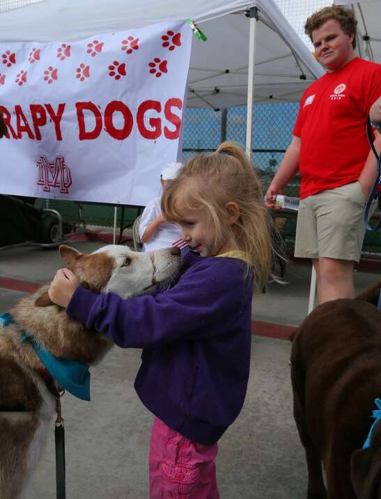 Siberian husky helping