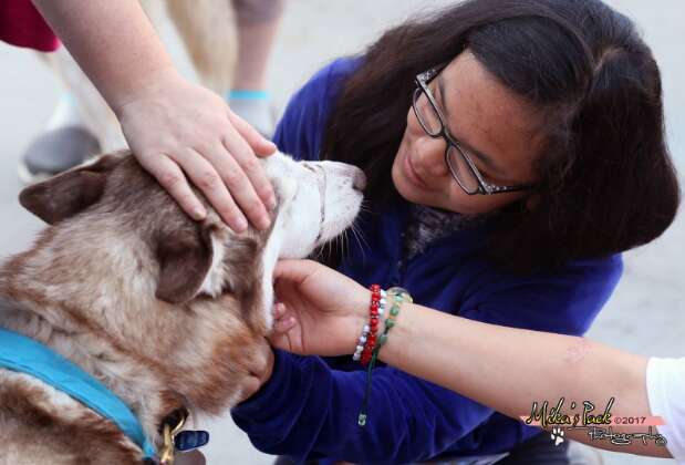 Siberian husky therapy dog