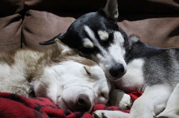 Siberian husky friends