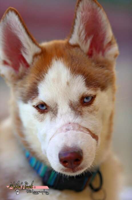 Siberian husky