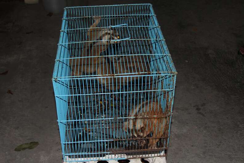 Rescued slow lorises