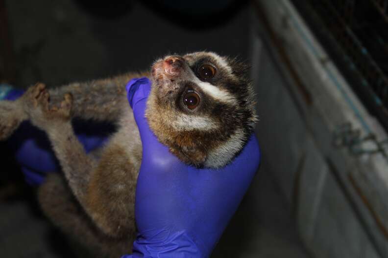 Rescued slow loris