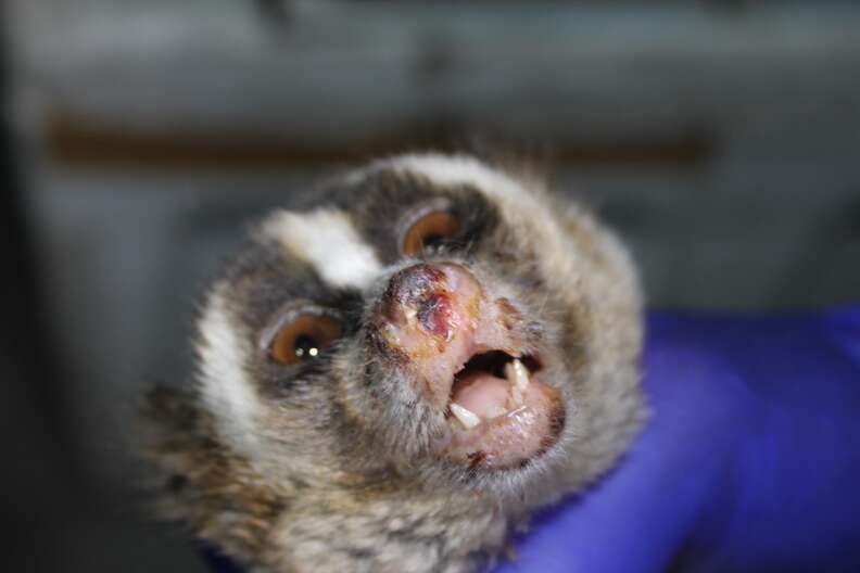 Rescued slow loris