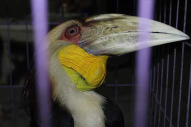 Rescued hornbill bird