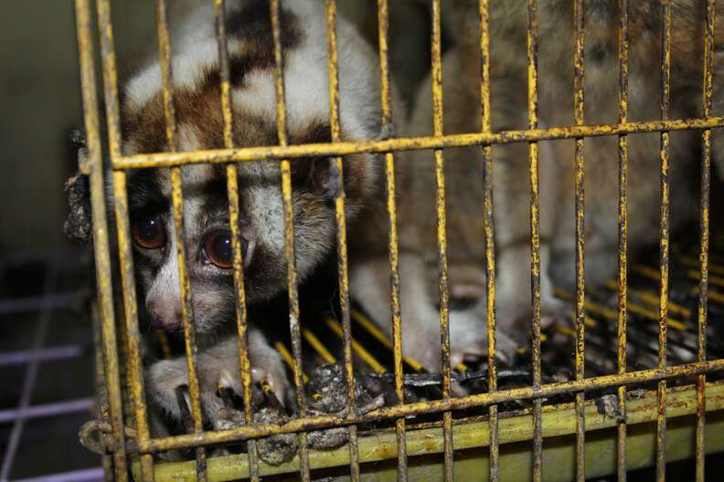 Slow loris in cage