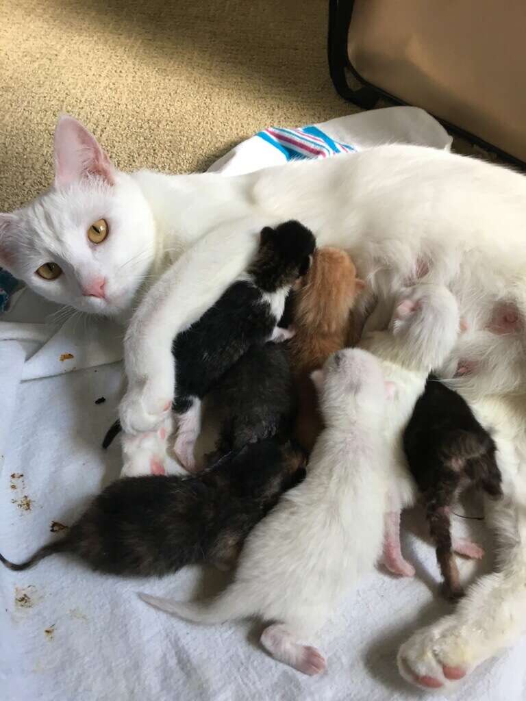 mother cat nurses orphans and her own kittens
