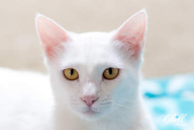 Mother cat needs home