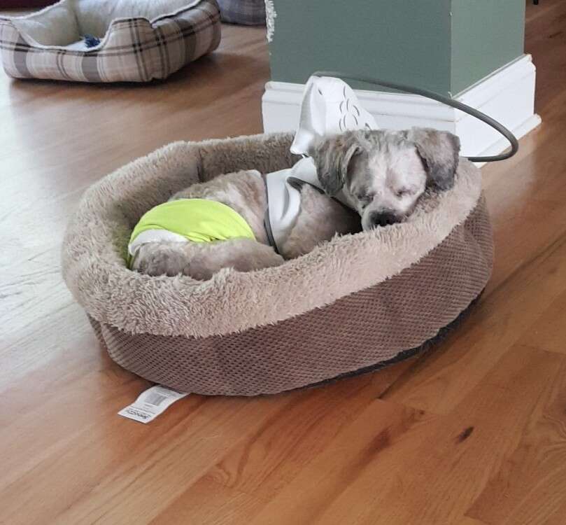 Rescue dog in bed