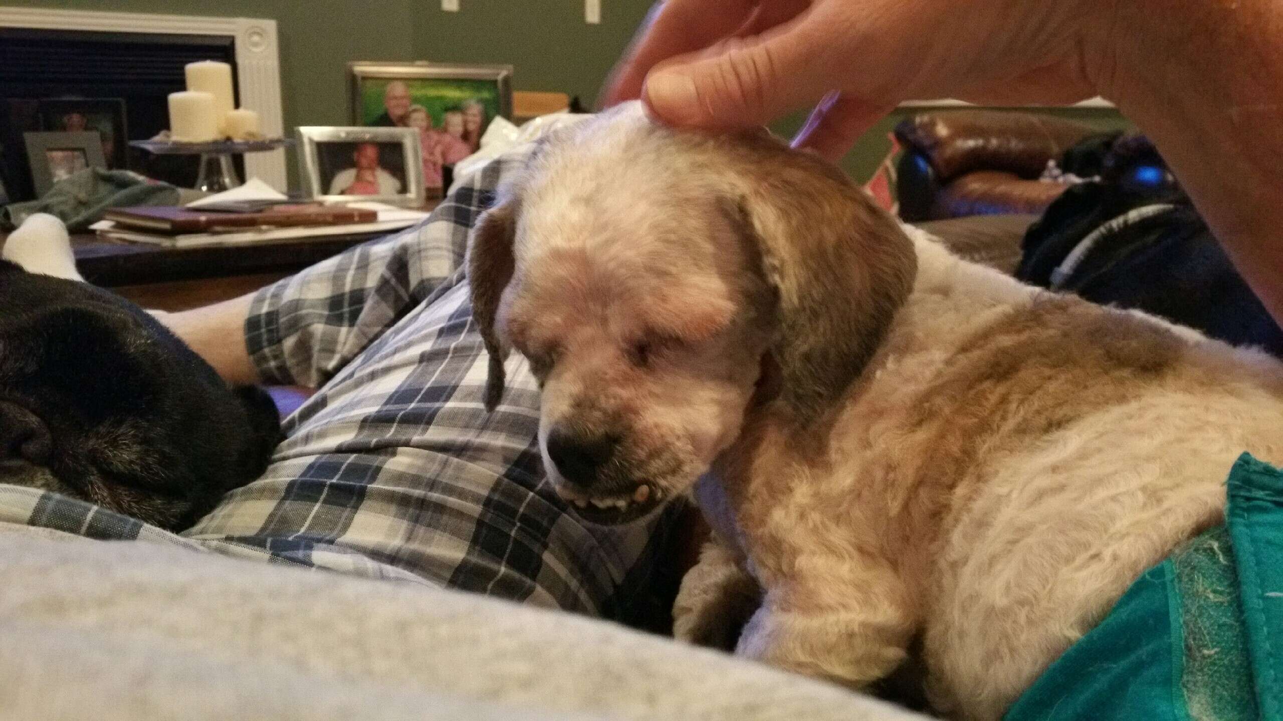 Rescue dog getting pet by man