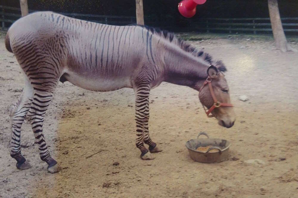 Peaceful Valley Donkey Rescue - Zebra? Zonkey? Nope .. just a donkey with  extra stripey legs. Many donkeys have some stripes on their legs, but this  gelding may win the prize for