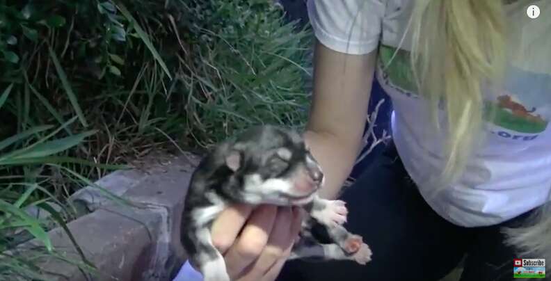 homeless dog has puppies