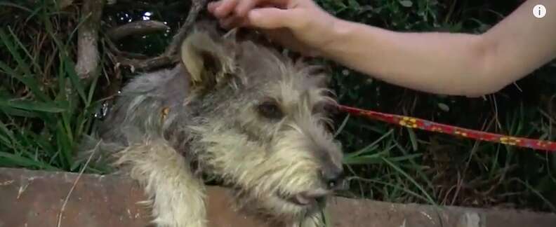 homeless dog has puppies