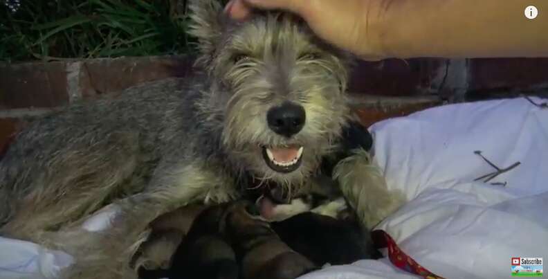 homeless dog has puppies