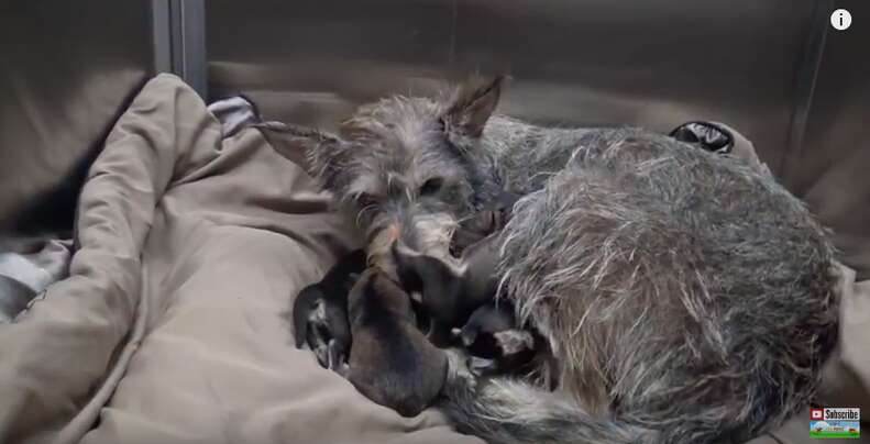 homeless dog has puppies