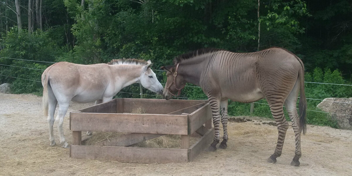 Peaceful Valley Donkey Rescue - Zebra? Zonkey? Nope .. just a donkey with  extra stripey legs. Many donkeys have some stripes on their legs, but this  gelding may win the prize for