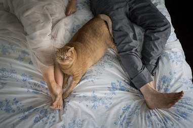 Wedding couple with fat cat on bed