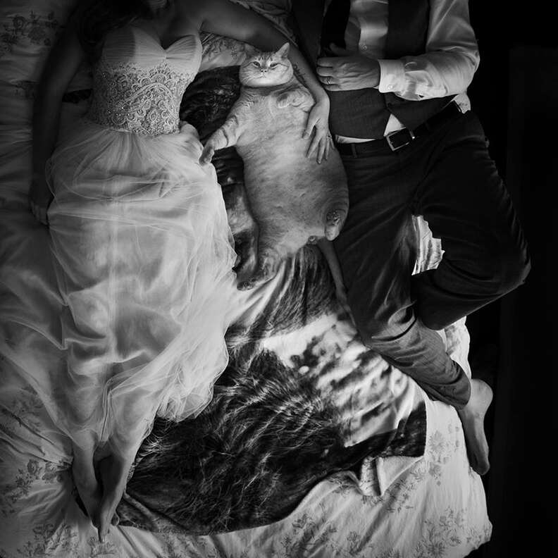 Wedding couple on bed with fat cat
