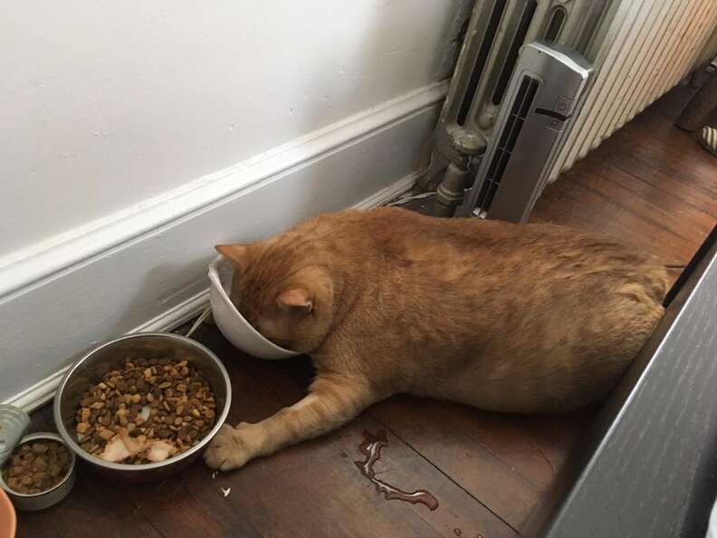 Fat cat with head in bowls