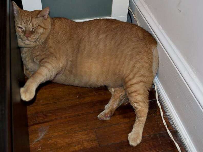 Fat cat lying on floor