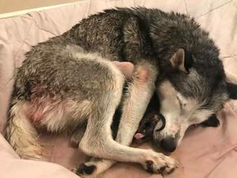 siberian husky and puppies