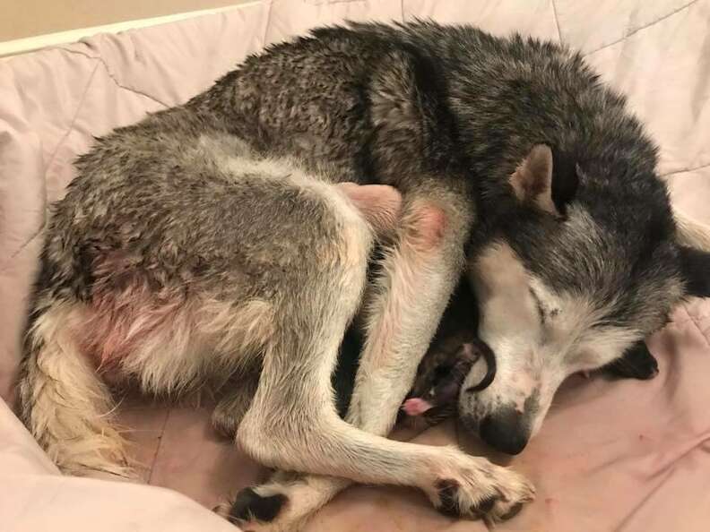 how long does a husky give birth