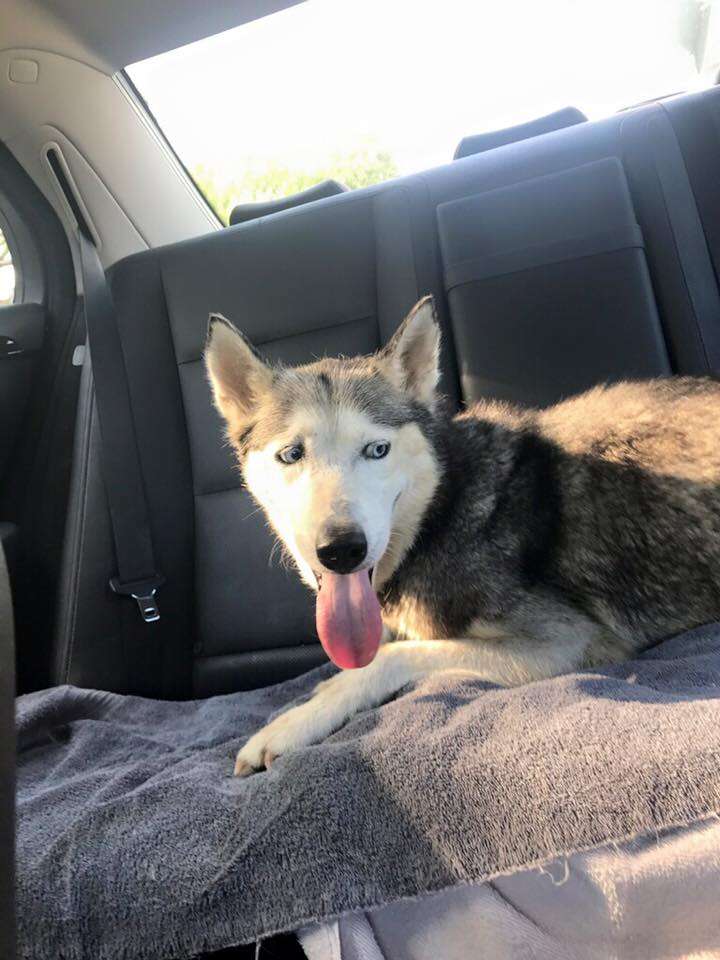 siberian husky