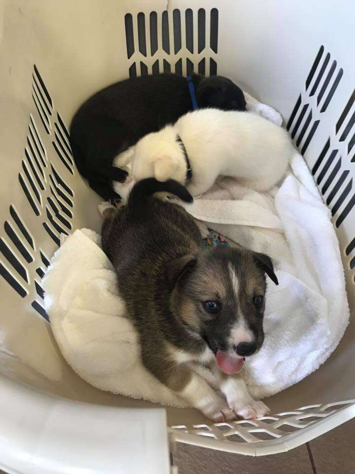 husky puppies