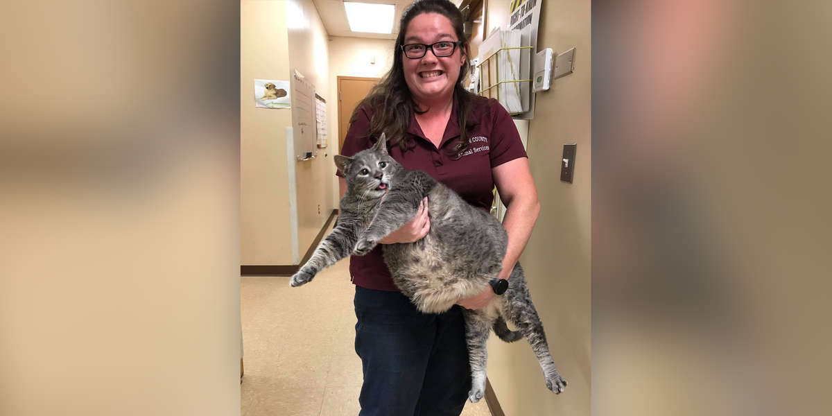 31 Pound Shelter Cat Is Too Big To Fit In A Kennel - The Dodo