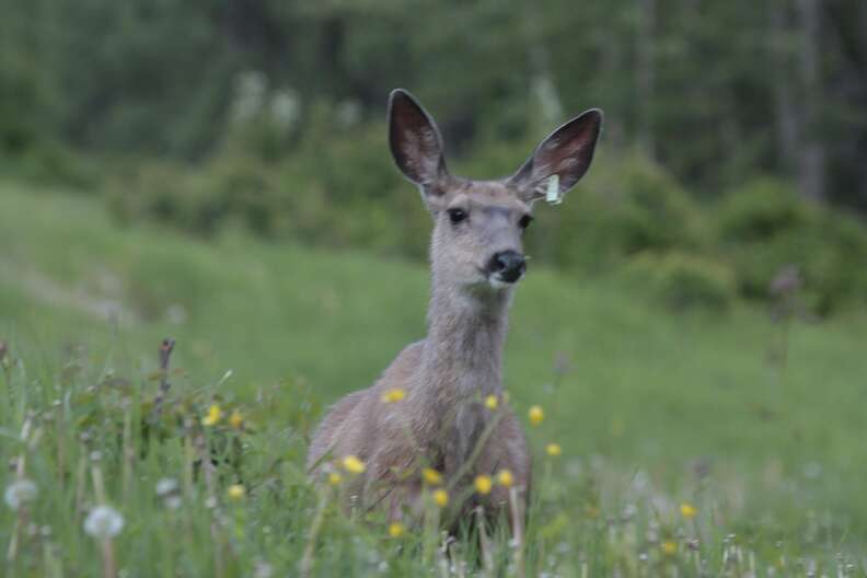 Deer saved by wildlife rehabilitators