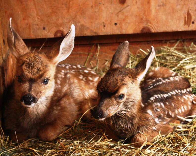 Orphaned baby deer siblings