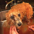 Dog sprayed by skunk