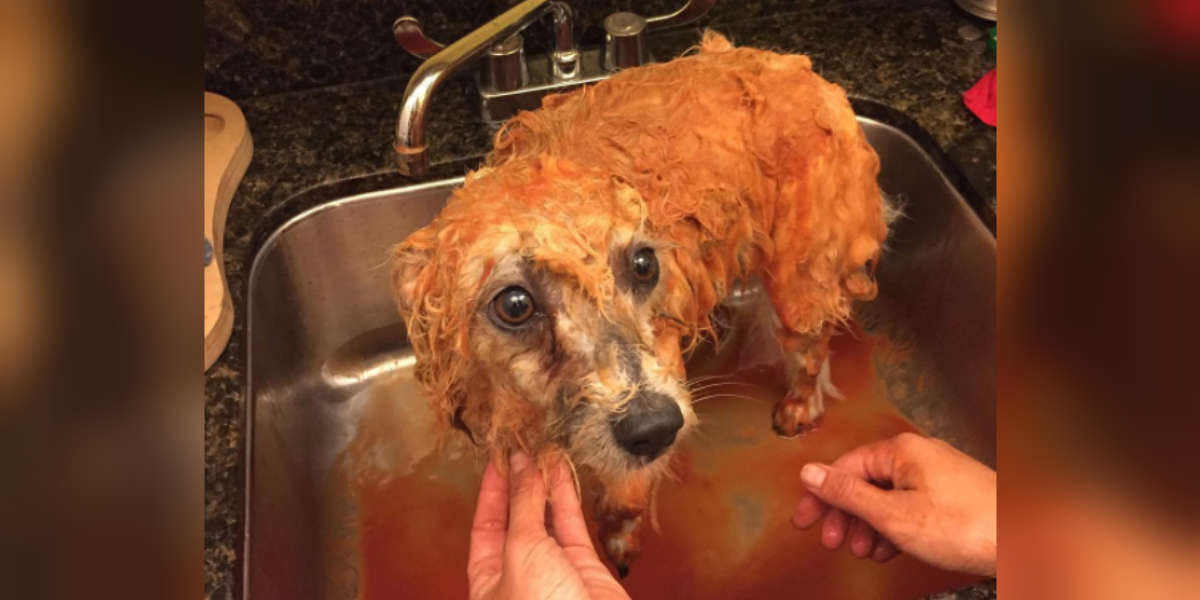 what happens if my dog gets sprayed by a skunk