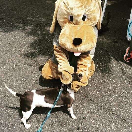 dog and Pluto