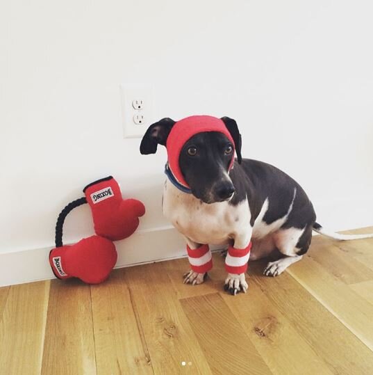 Rescued Dogs Love To Dress Up With Their ComicLoving Dad The Dodo