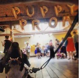 puppy prom