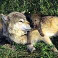 Gray wolf with pup