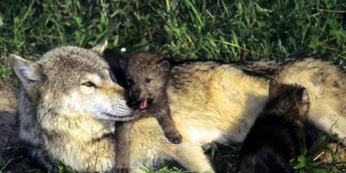 Washington State To Kill Wolves To Protect Cattle Rancher Interests ...