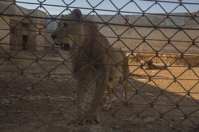 Aleppo zoo lion